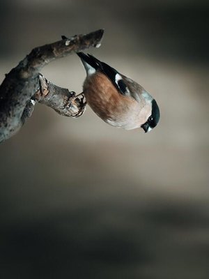 cover image of Spiegel meiner Seele